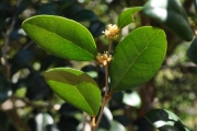 <strong>Phyllanthaceae - Securinega durissima - J.F.Gmel.</strong><br />© Sarrailh Jean-Michel / CIRAD