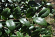 <strong>Phyllanthaceae - Securinega durissima - J.F.Gmel.</strong><br />© Sarrailh Jean-Michel / CIRAD