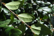 <strong>Phyllanthaceae - Securinega durissima - J.F.Gmel.</strong><br />© Sarrailh Jean-Michel / CIRAD
