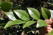 <strong>Phyllanthaceae - Securinega durissima - J.F.Gmel.</strong><br />© Sarrailh Jean-Michel / CIRAD