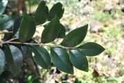 <strong>Phyllanthaceae - Securinega durissima - J.F.Gmel.</strong><br />© Sarrailh Jean-Michel / CIRAD