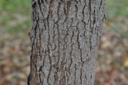 <strong>Phyllanthaceae - Securinega durissima - J.F.Gmel.</strong><br />© Sarrailh Jean-Michel / CIRAD