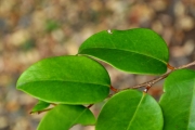 <strong>Phyllanthaceae - Securinega durissima - J.F.Gmel.</strong><br />© Sarrailh Jean-Michel / CIRAD