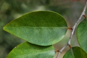<strong>Phyllanthaceae - Securinega durissima - J.F.Gmel.</strong><br />© Sarrailh Jean-Michel / CIRAD