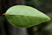 <strong>Phyllanthaceae - Securinega durissima - J.F.Gmel.</strong><br />© Sarrailh Jean-Michel / CIRAD