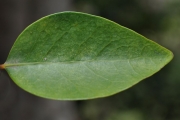 <strong>Phyllanthaceae - Securinega durissima - J.F.Gmel.</strong><br />© Sarrailh Jean-Michel / CIRAD
