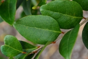 <strong>Phyllanthaceae - Securinega durissima - J.F.Gmel.</strong><br />© Sarrailh Jean-Michel / CIRAD