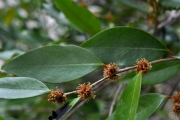 <strong>Phyllanthaceae - Securinega durissima - J.F.Gmel.</strong><br />© Sarrailh Jean-Michel / CIRAD
