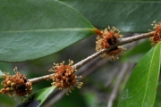 <strong>Phyllanthaceae - Securinega durissima - J.F.Gmel.</strong><br />© Sarrailh Jean-Michel / CIRAD