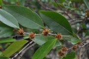 <strong>Phyllanthaceae - Securinega durissima - J.F.Gmel.</strong><br />© Sarrailh Jean-Michel / CIRAD
