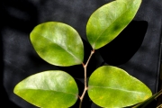 <strong>Phyllanthaceae - Securinega durissima - J.F.Gmel.</strong><br />© Sarrailh Jean-Michel / CIRAD
