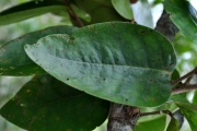 <strong>Phyllanthaceae - Securinega durissima - J.F.Gmel.</strong><br />© Sarrailh Jean-Michel / CIRAD