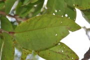 <strong>Phyllanthaceae - Securinega durissima - J.F.Gmel.</strong><br />© Sarrailh Jean-Michel / CIRAD
