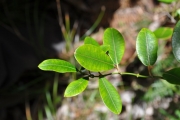 <strong>Apocynaceae - Secamone dilapidans - F.Friedmann</strong><br />© Sarrailh Jean-Michel / CIRAD