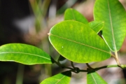 <strong>Apocynaceae - Secamone dilapidans - F.Friedmann</strong><br />© Sarrailh Jean-Michel / CIRAD