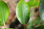 <strong>Apocynaceae - Secamone dilapidans - F.Friedmann</strong><br />© Sarrailh Jean-Michel / CIRAD
