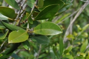 <strong>Apocynaceae - Secamone dilapidans - F.Friedmann</strong><br />© Sarrailh Jean-Michel / CIRAD