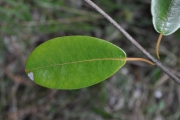 <strong>Apocynaceae - Secamone dilapidans - F.Friedmann</strong><br />© Sarrailh Jean-Michel / CIRAD