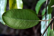 <strong>Apocynaceae - Secamone dilapidans - F.Friedmann</strong><br />© Sarrailh Jean-Michel / CIRAD