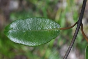 <strong>Apocynaceae - Secamone dilapidans - F.Friedmann</strong><br />© Sarrailh Jean-Michel / CIRAD