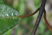 <strong>Apocynaceae - Secamone dilapidans - F.Friedmann</strong><br />© Sarrailh Jean-Michel / CIRAD
