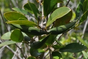 <strong>Apocynaceae - Secamone dilapidans - F.Friedmann</strong><br />© Sarrailh Jean-Michel / CIRAD