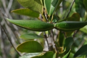 <strong>Apocynaceae - Secamone dilapidans - F.Friedmann</strong><br />© Sarrailh Jean-Michel / CIRAD