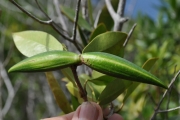 <strong>Apocynaceae - Secamone dilapidans - F.Friedmann</strong><br />© Sarrailh Jean-Michel / CIRAD
