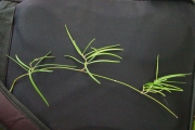<strong>Apocynaceae - Secamone volubilis - (Lam.) Marais</strong><br />© Sarrailh Jean-Michel / CIRAD