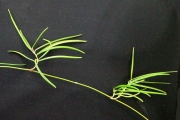 <strong>Apocynaceae - Secamone volubilis - (Lam.) Marais</strong><br />© Sarrailh Jean-Michel / CIRAD
