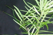 <strong>Apocynaceae - Secamone volubilis - (Lam.) Marais</strong><br />© Sarrailh Jean-Michel / CIRAD