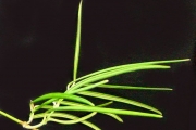 <strong>Apocynaceae - Secamone volubilis - (Lam.) Marais</strong><br />© Sarrailh Jean-Michel / CIRAD