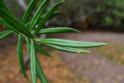 <strong>Apocynaceae - Secamone volubilis - (Lam.) Marais</strong><br />© Sarrailh Jean-Michel / CIRAD