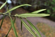 <strong>Apocynaceae - Secamone volubilis - (Lam.) Marais</strong><br />© Sarrailh Jean-Michel / CIRAD