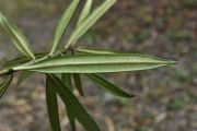 <strong>Apocynaceae - Secamone volubilis - (Lam.) Marais</strong><br />© Sarrailh Jean-Michel / CIRAD