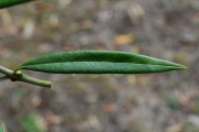 <strong>Apocynaceae - Secamone volubilis - (Lam.) Marais</strong><br />© Sarrailh Jean-Michel / CIRAD