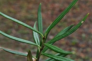 <strong>Apocynaceae - Secamone volubilis - (Lam.) Marais</strong><br />© Sarrailh Jean-Michel / CIRAD