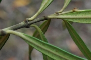 <strong>Apocynaceae - Secamone volubilis - (Lam.) Marais</strong><br />© Sarrailh Jean-Michel / CIRAD