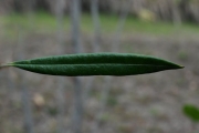 <strong>Apocynaceae - Secamone volubilis - (Lam.) Marais</strong><br />© Sarrailh Jean-Michel / CIRAD