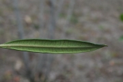 <strong>Apocynaceae - Secamone volubilis - (Lam.) Marais</strong><br />© Sarrailh Jean-Michel / CIRAD