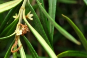 <strong>Apocynaceae - Secamone volubilis - (Lam.) Marais</strong><br />© Sarrailh Jean-Michel / CIRAD