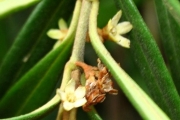<strong>Apocynaceae - Secamone volubilis - (Lam.) Marais</strong><br />© Sarrailh Jean-Michel / CIRAD