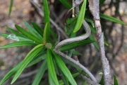 <strong>Apocynaceae - Secamone volubilis - (Lam.) Marais</strong><br />© Sarrailh Jean-Michel / CIRAD