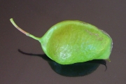 <strong>Fabaceae - Strongylodon siderospermus - Cordem.</strong><br />© Sarrailh Jean-Michel / CIRAD