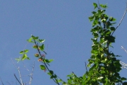 <strong>Fabaceae - Strongylodon siderospermus - Cordem.</strong><br />© Sarrailh Jean-Michel / CIRAD