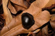 <strong>Fabaceae - Strongylodon siderospermus - Cordem.</strong><br />© Sarrailh Jean-Michel / CIRAD