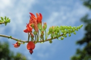 <strong>Fabaceae - Strongylodon siderospermus - Cordem.</strong><br />© Sarrailh Jean-Michel / CIRAD