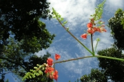 <strong>Fabaceae - Strongylodon siderospermus - Cordem.</strong><br />© Sarrailh Jean-Michel / CIRAD