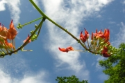 <strong>Fabaceae - Strongylodon siderospermus - Cordem.</strong><br />© Sarrailh Jean-Michel / CIRAD