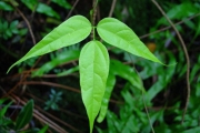 <strong>Fabaceae - Strongylodon siderospermus - Cordem.</strong><br />© Sarrailh Jean-Michel / CIRAD